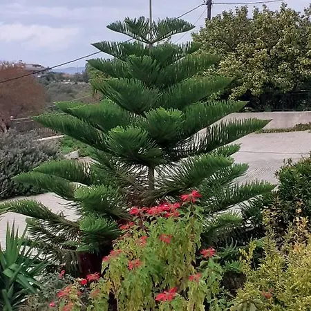 Freesia Grand Sea View *